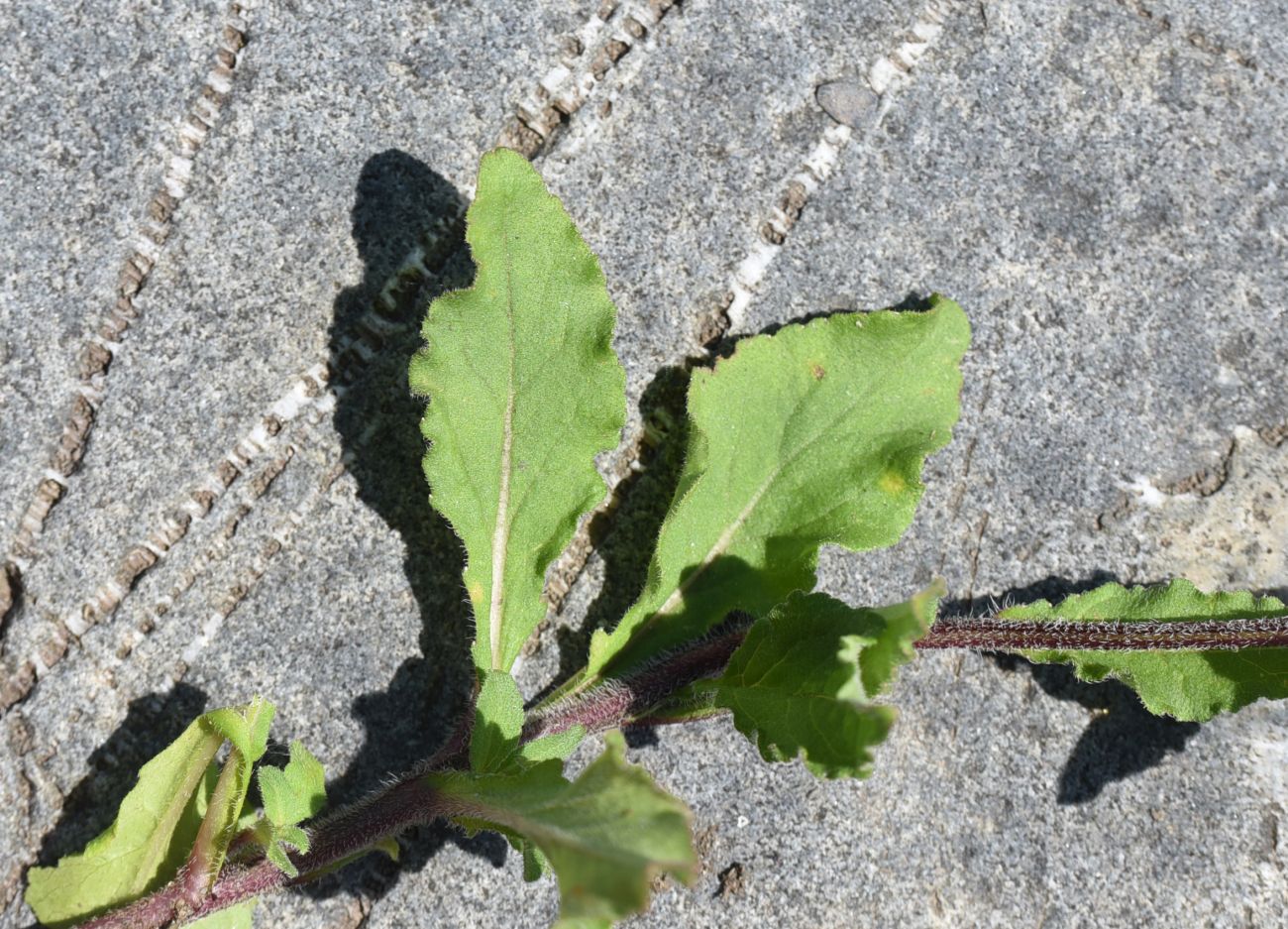 Image of Campanula hohenackeri specimen.