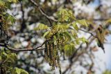 род Juglans. Ветвь с соцветиями и молодыми листьями. Бутан, дзонгхаг Тхимпху, национальный парк \"Jigme Dorji\". 02.05.2019.