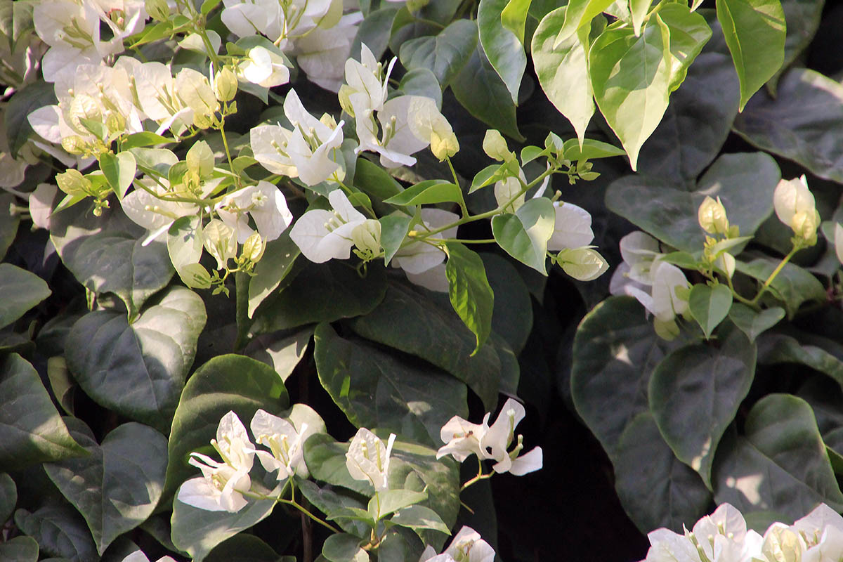 Изображение особи род Bougainvillea.