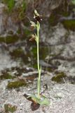 Ophrys mammosa ssp. caucasica