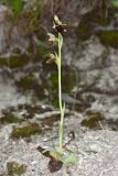 Ophrys mammosa подвид caucasica