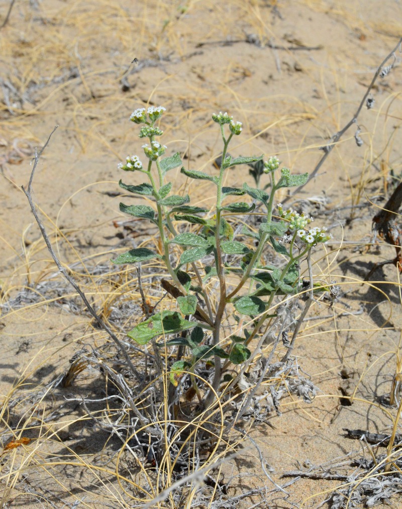 Изображение особи Heliotropium arguzioides.