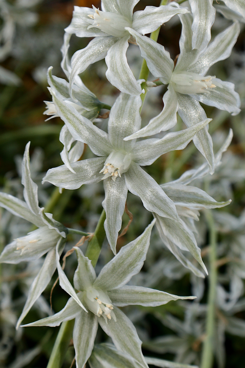 Изображение особи Ornithogalum boucheanum.