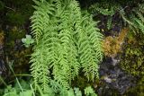 Woodsia caucasica