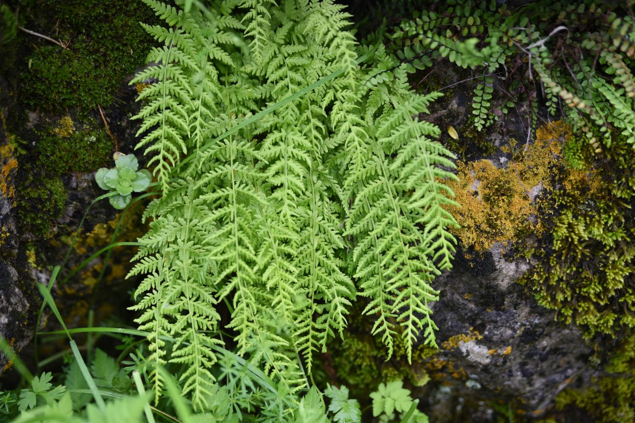 Image of Woodsia caucasica specimen.