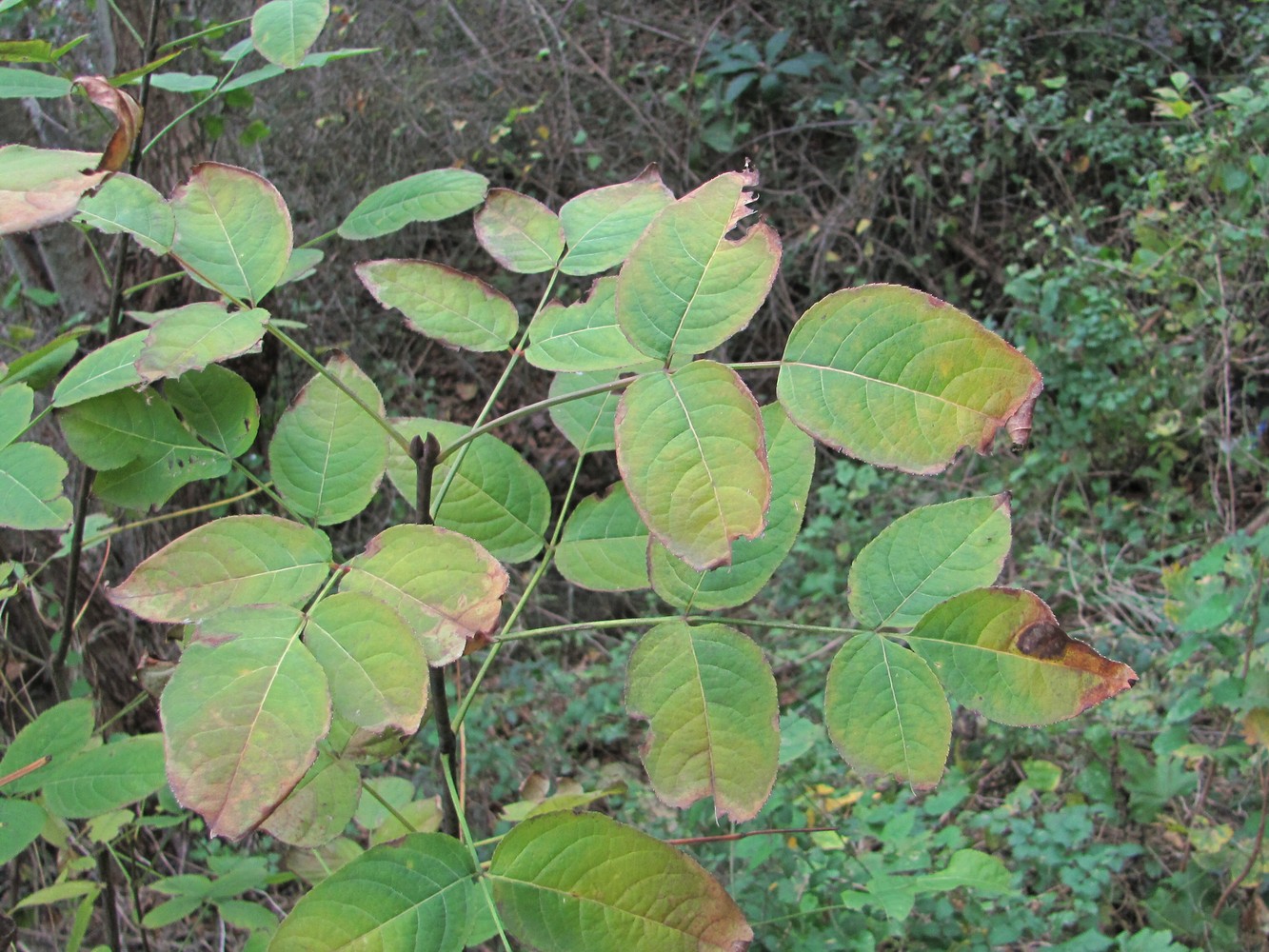 Image of Staphylea colchica specimen.