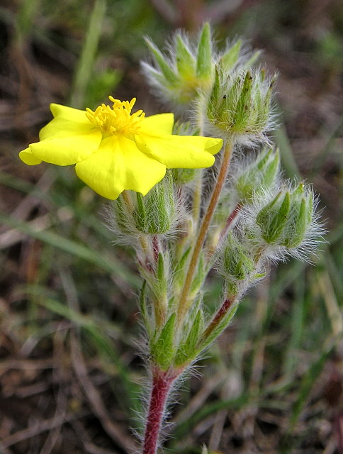 Изображение особи Potentilla callieri.