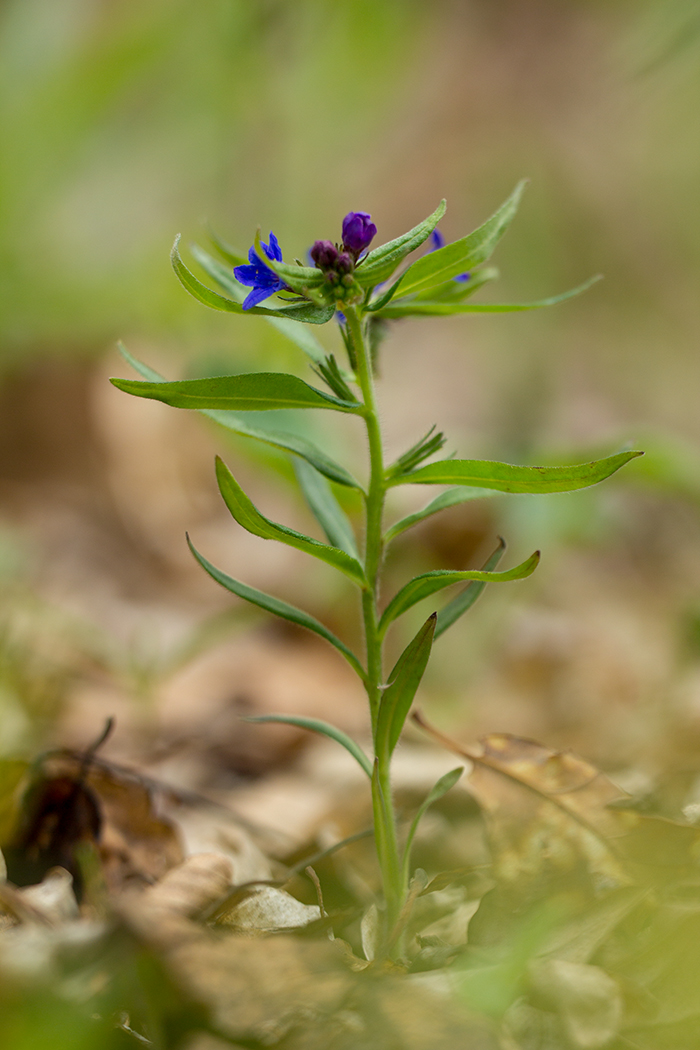 Изображение особи Aegonychon purpureocaeruleum.