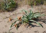 Pancratium maritimum. Плодоносящее растение с осыпающимися семенами. Турция, пров. Мугла, окр. г. Дальян, берег Средиземного моря, пляж Изтузу, зарастающая дюна. 31.12.2022.