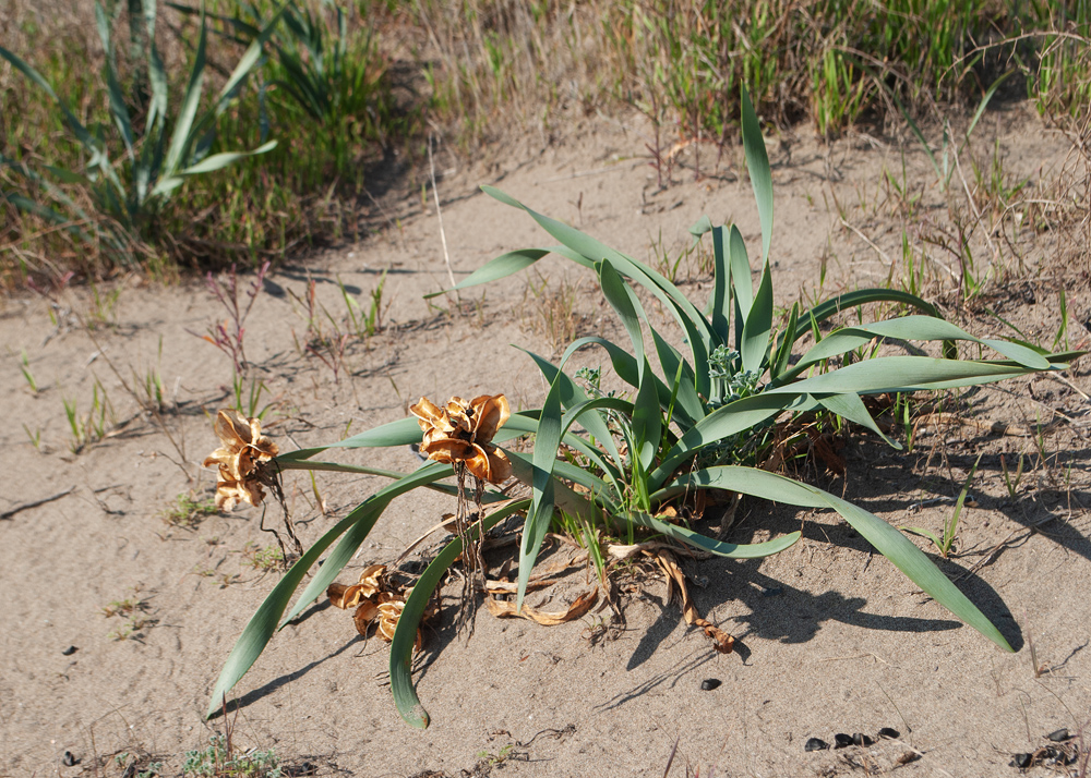 Image of Pancratium maritimum specimen.