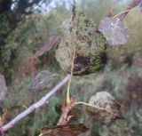 Populus &times; berolinensis
