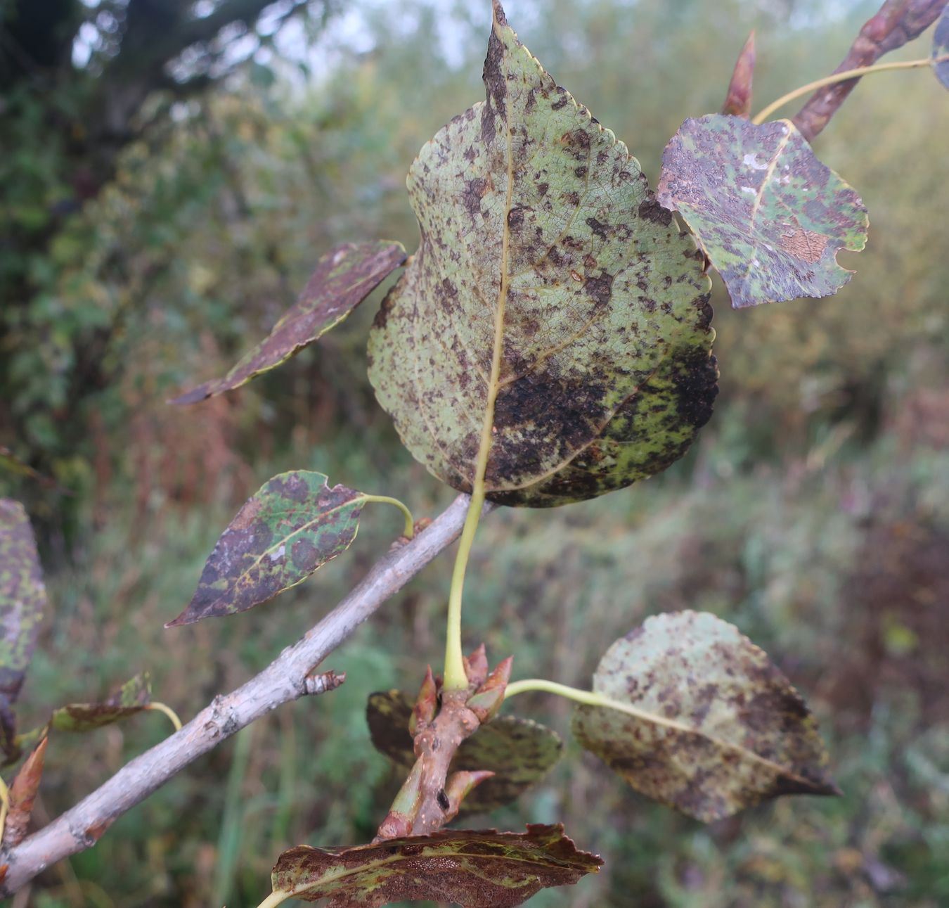 Image of Populus × berolinensis specimen.