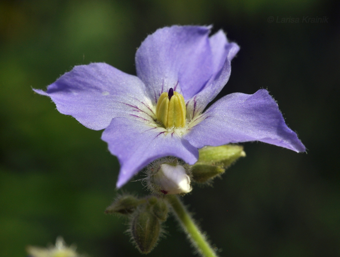 Изображение особи Polemonium laxiflorum.