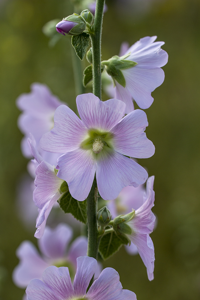 Изображение особи Alcea pallida.