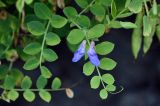 Lathyrus japonicus