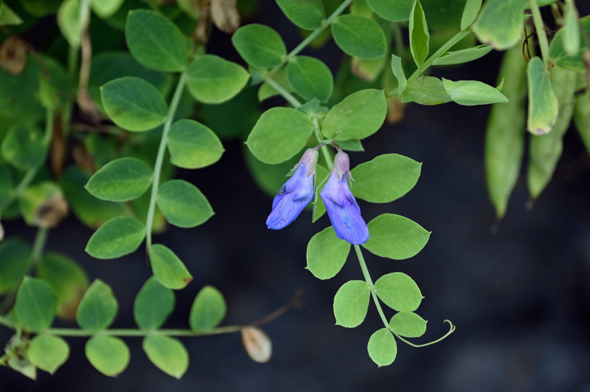 Изображение особи Lathyrus japonicus.