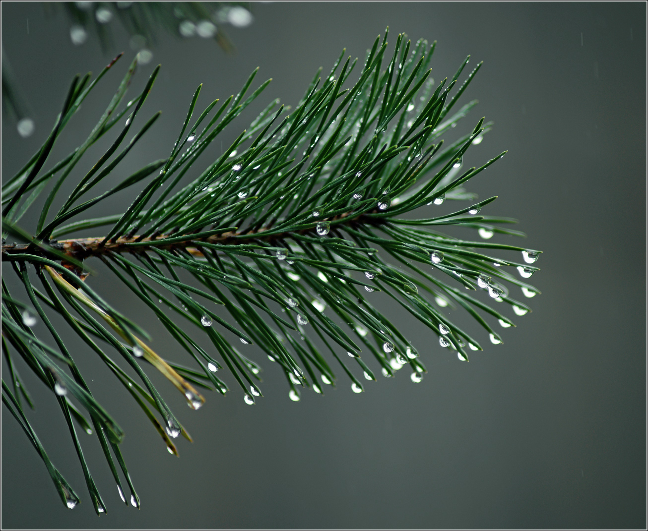 Image of Pinus sylvestris specimen.