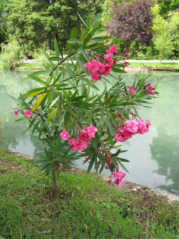 Image of Nerium oleander specimen.