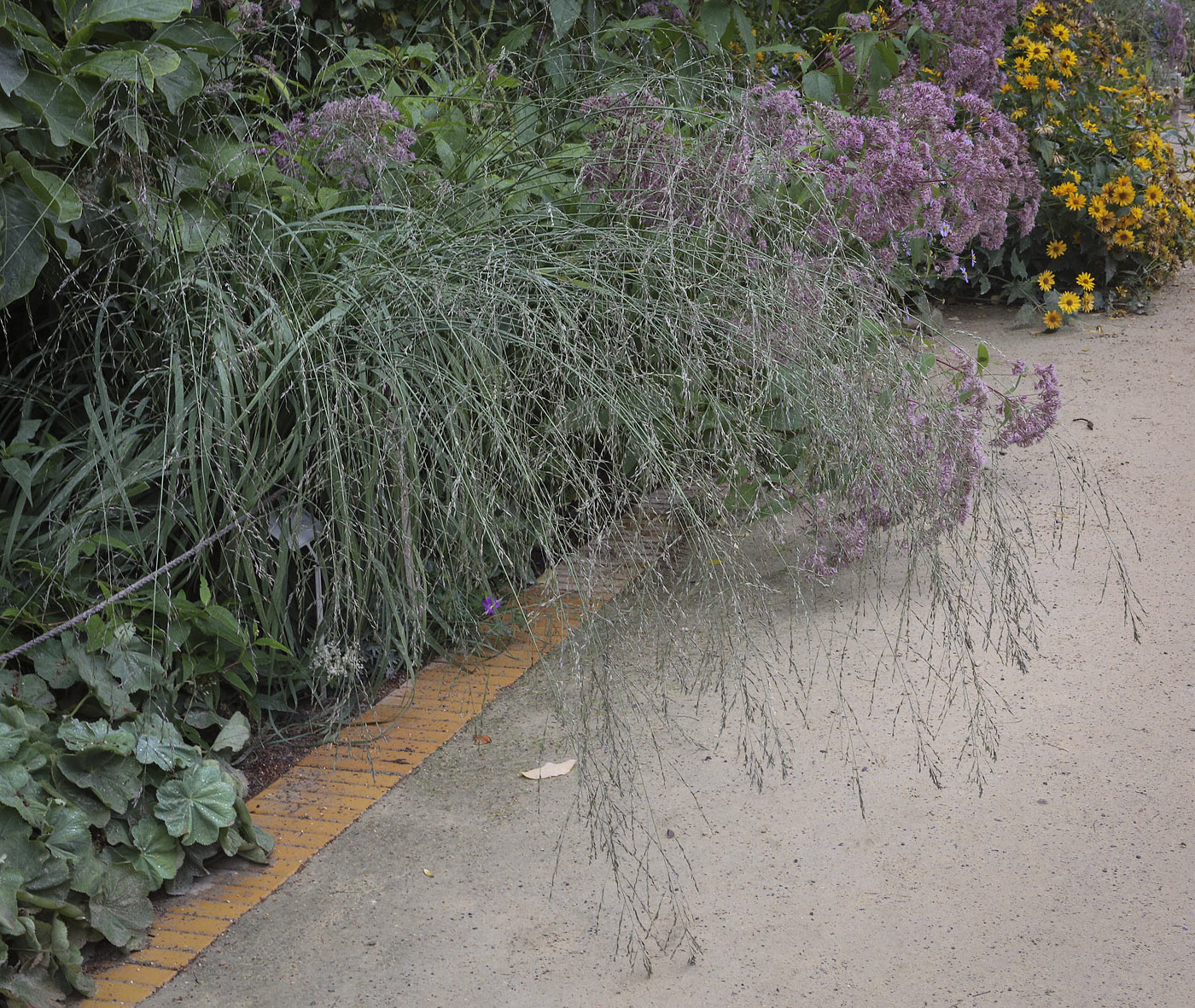 Изображение особи семейство Poaceae.