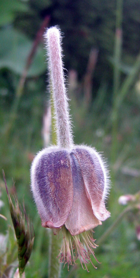 Image of Pulsatilla campanella specimen.