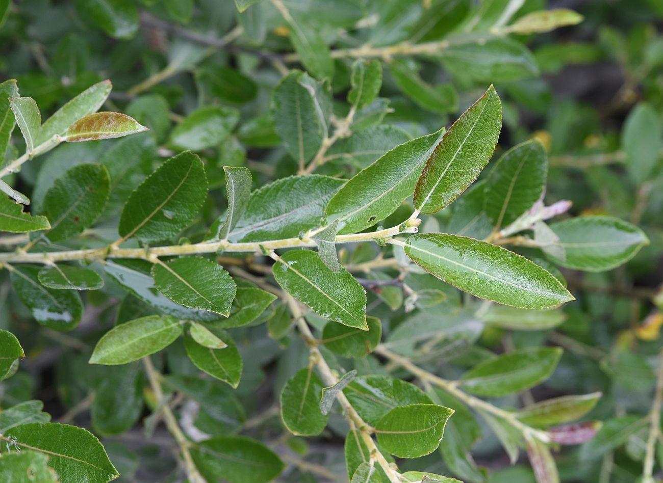 Image of genus Salix specimen.