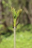 Fraxinus excelsior