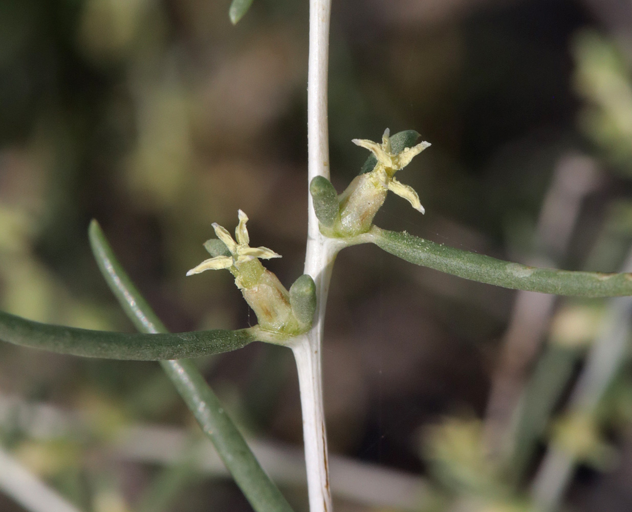 Image of Salsola arbuscula specimen.