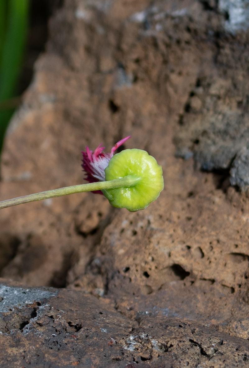 Image of Emilia coccinea specimen.