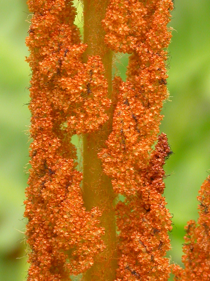 Image of Osmundastrum asiaticum specimen.