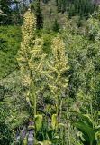 Veratrum lobelianum