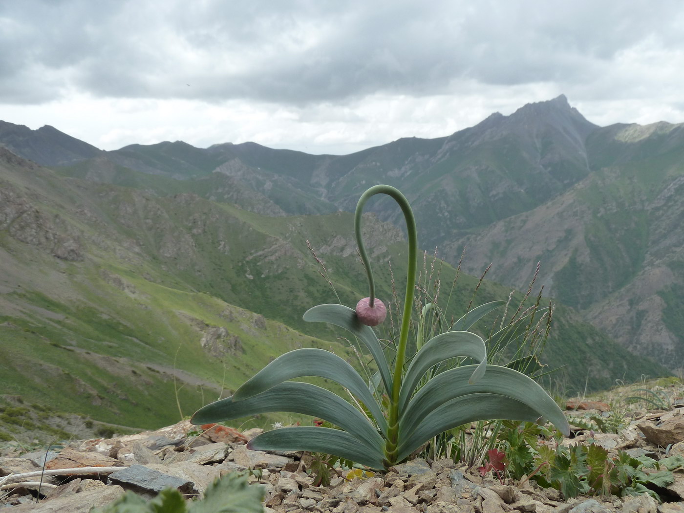 Image of Allium carolinianum specimen.