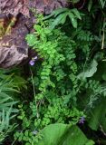 Vicia japonica