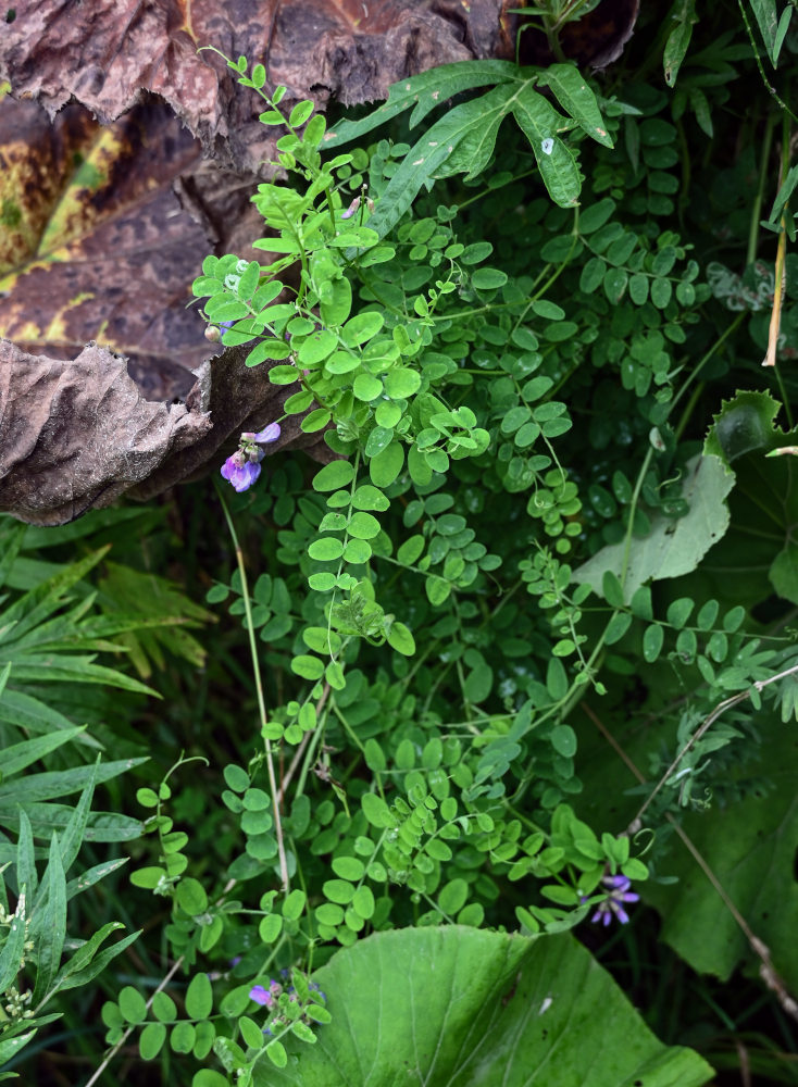 Image of Vicia japonica specimen.