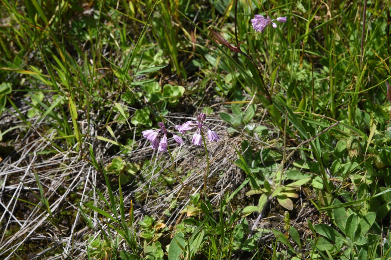 Image of genus Allium specimen.