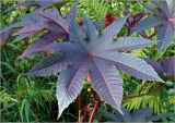 Ricinus communis. Листья (краснолистная форма). Московская обл., Раменский р-н, окр. дер. Хрипань, садовый участок. 01.09.2023.