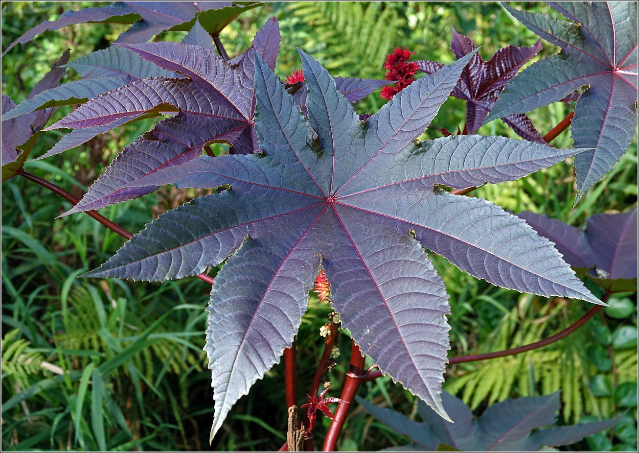 Изображение особи Ricinus communis.