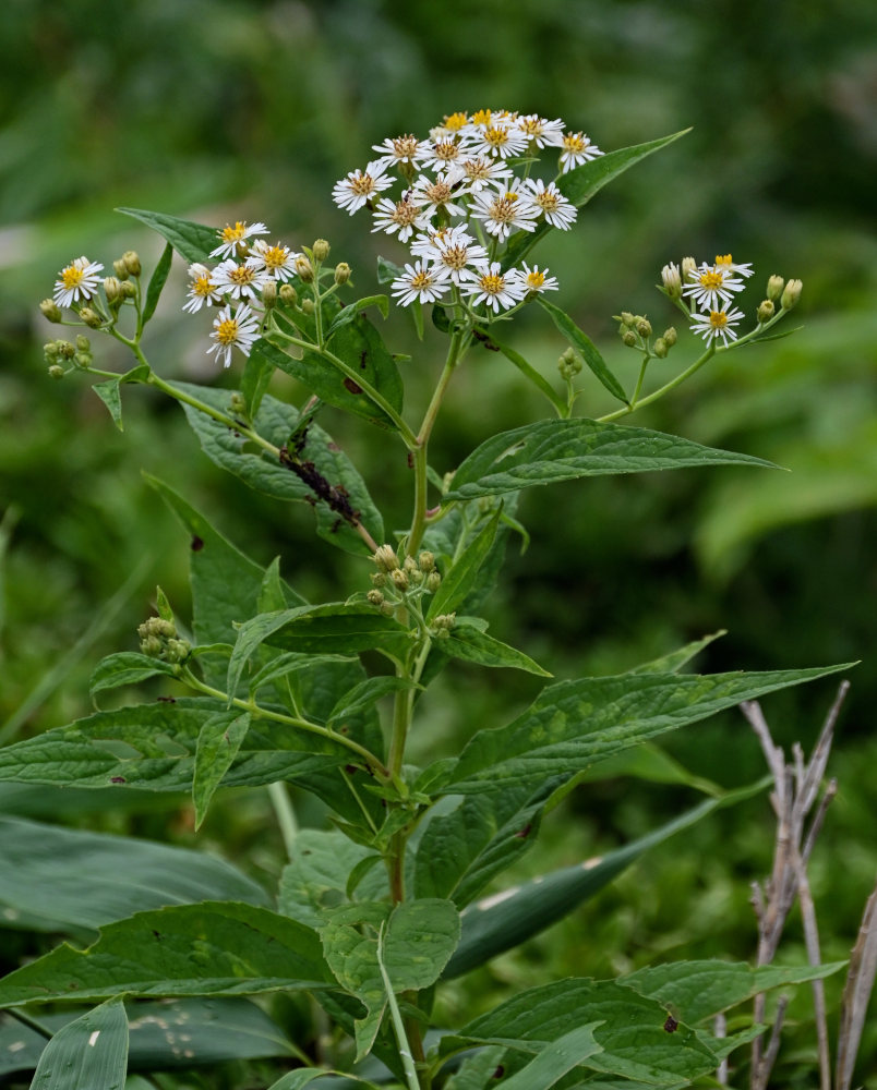 Изображение особи Aster glehnii.