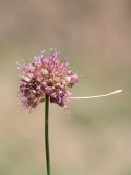 Allium kurssanovii