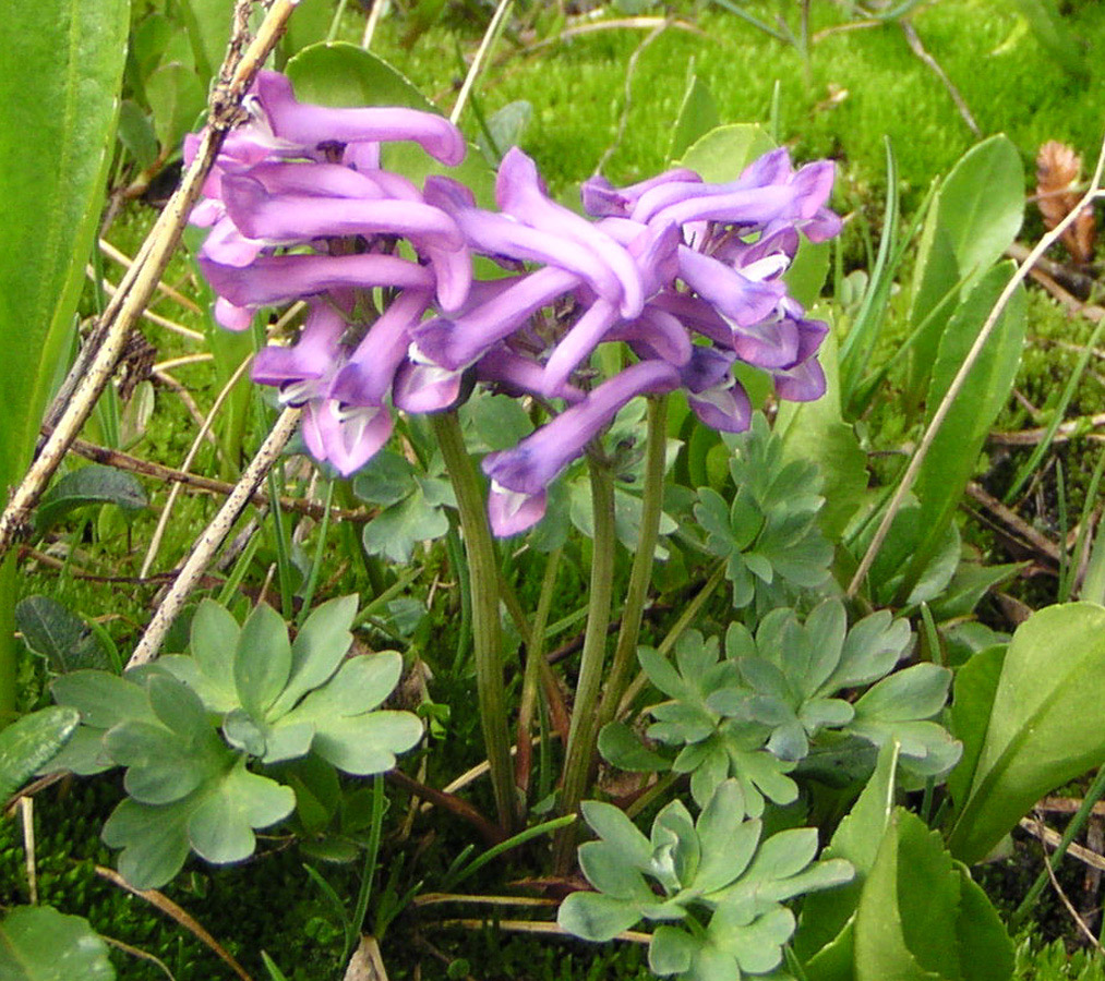 Image of Corydalis pauciflora specimen.