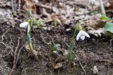 Galanthus alpinus. Цветущие и вегетирующие растения на краю обрыва. Краснодарский край, Крымский р-н, окр. станицы Неберджаевская, ур. Малый Яр, буково-грабово-дубовый лес, балка с ручьём. 23.02.2024.