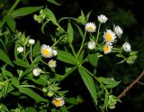 Erigeron annuus