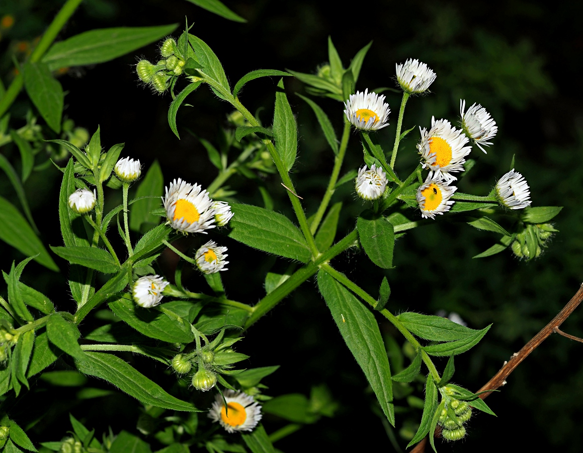 Image of Erigeron annuus specimen.