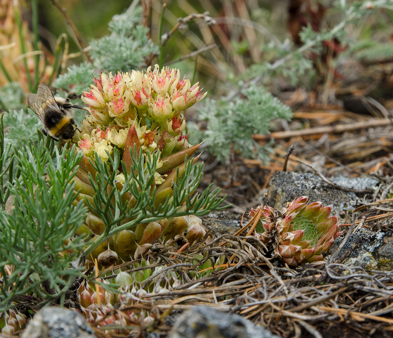 Изображение особи Orostachys spinosa.