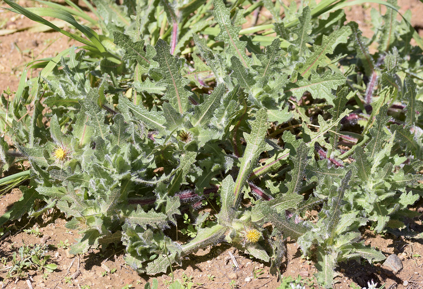 Image of Centaurea benedicta specimen.