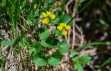 Viola biflora. Цветущее растение. Красноярский край, Шушенский р-н, национальный парк \"Шушенский Бор\", ≈ 1000 м н.у.м., луговой склон. 11.06.2022.