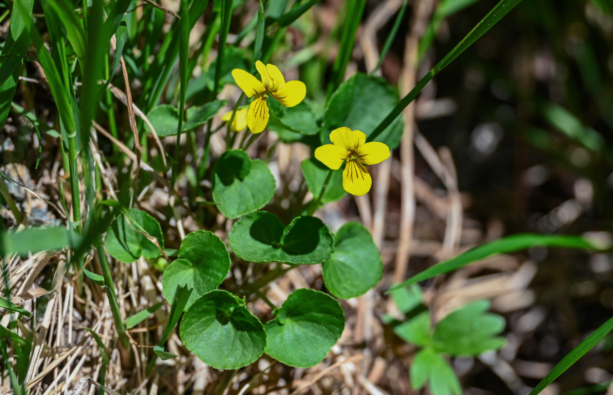 Image of Viola biflora specimen.