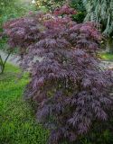 Acer palmatum. Вегетирующее растение (культивар). Грузия, Аджария, Батумский ботанический сад, в культуре. 16.06.2023.