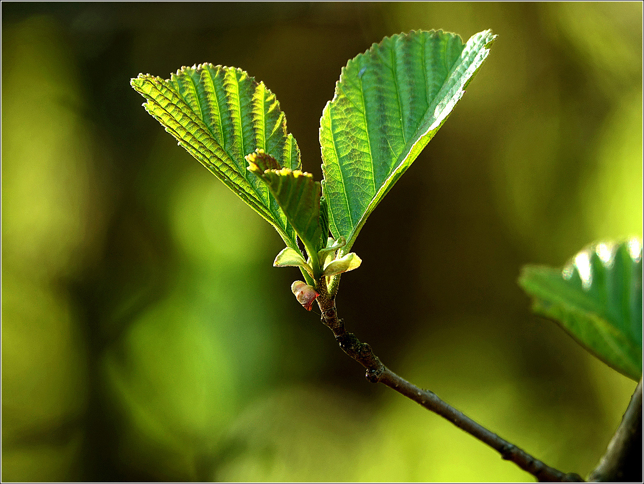 Изображение особи Alnus glutinosa.