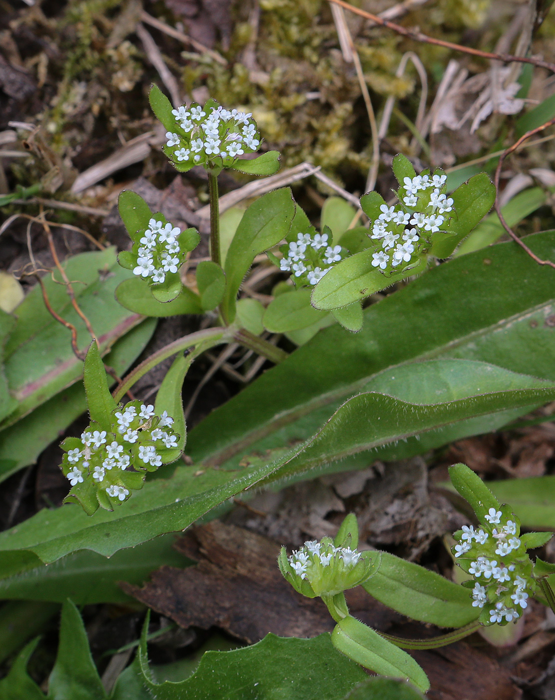 Image of Valerianella locusta specimen.