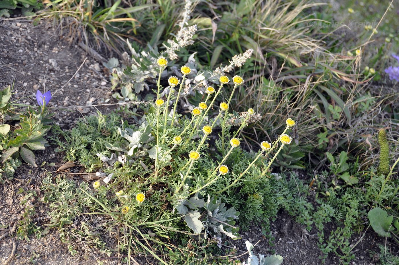Image of Chrysanthemum coreanum specimen.